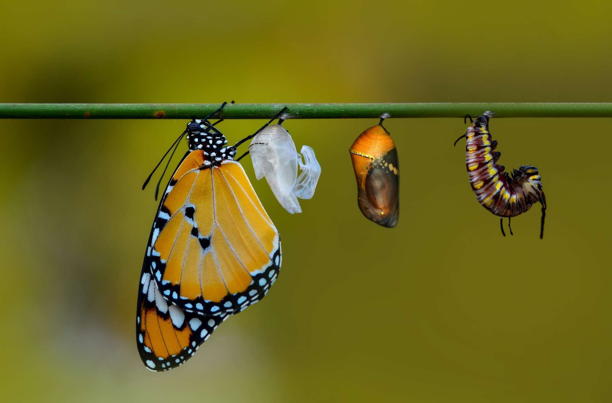A visual sequence showing the metamorphosis of a caterpillar into a butterfly