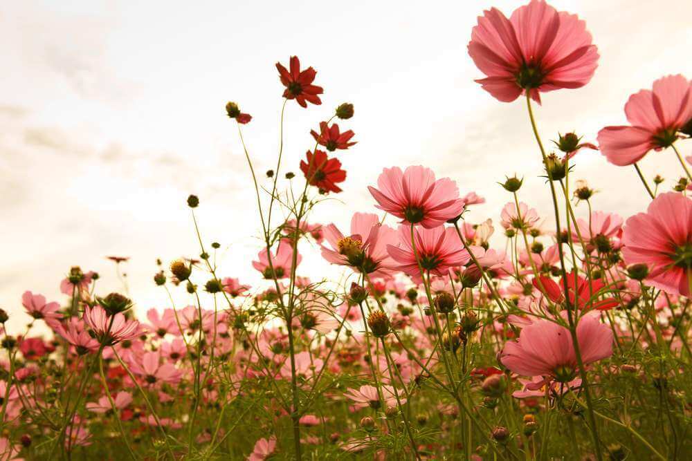 cosmos flowers in sunset